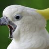 A cockatoo excited to finally see a relatable character on TV.