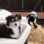 Shaun the Sheep pet products