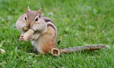 A live-action chipmunk [National Geographic]